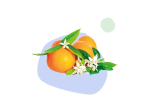 Naturactive huile essentielle mandarinier BIO - 10ml