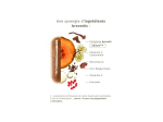Valebio Antioxydant Perfecteur de peau complément alimentaire - 30 gélules