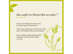 Fleur de bach n°07 Chestnut bud - 20ml
