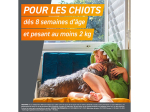 Frontpro Chien L comprimé anti-puces pour chien de 10 à 25 kg - 3 comprimés à croquer