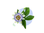 Naturactive Passiflore BIO - 60 gélules