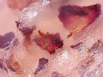 Darphin baume à lèvres et joues pétales de rose nourrissants  - 8g