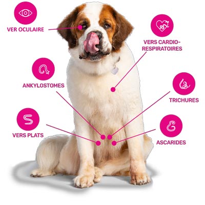 Parasites intestinaux chiens Milbemax