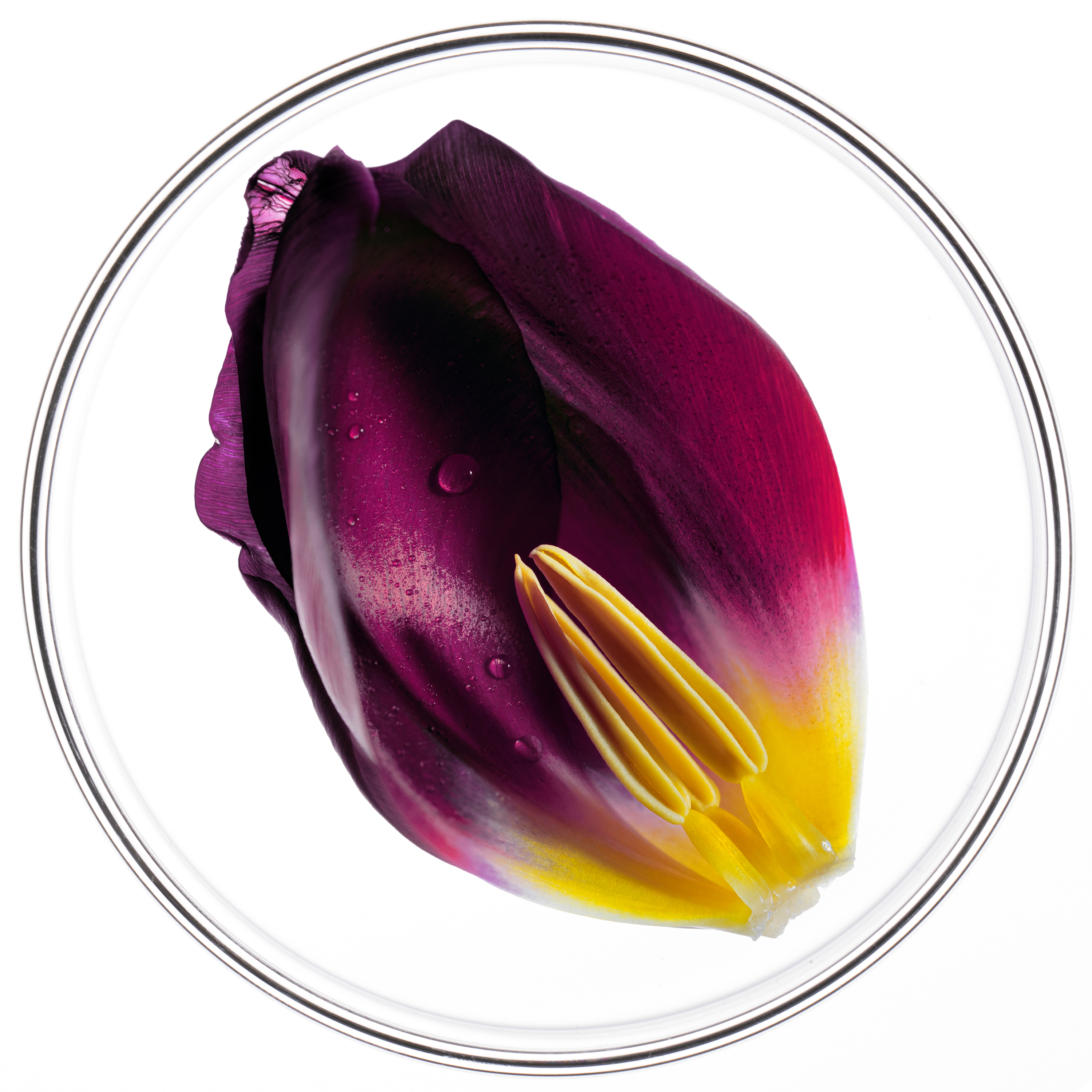 Extrait de Tulipe breveté