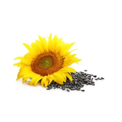 Graines de tournesol