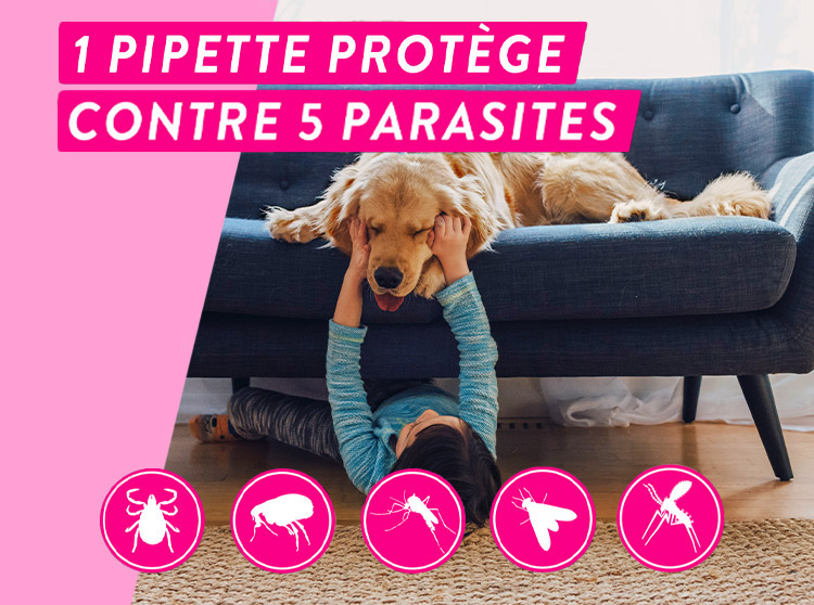 Une pipette Tri Act Frontline protège de 5 parasites