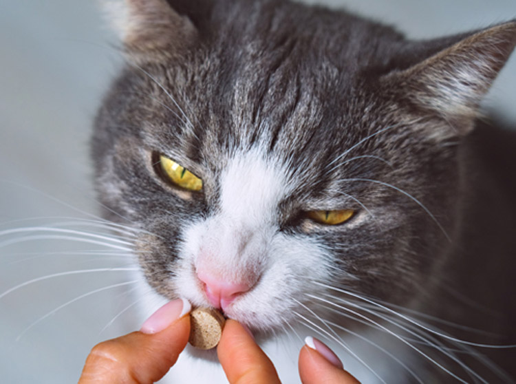 Prise du comprimé vermifuge par le chat