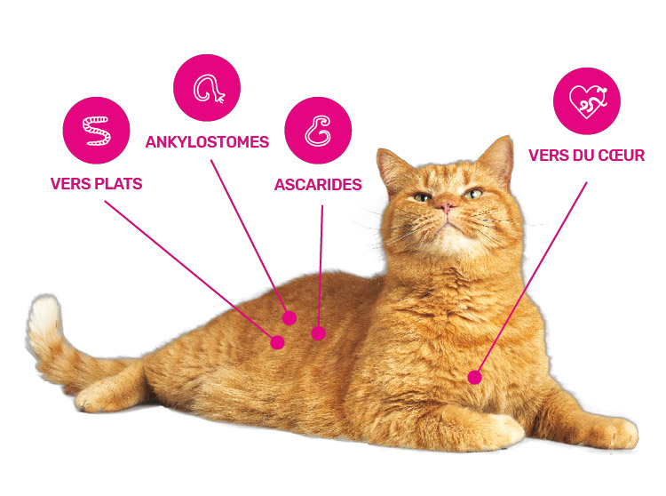 Parasites intestinaux chats Milbemax
