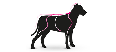 le chien est protégé