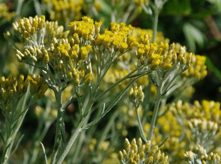 Helichrysum Gymnocephalum