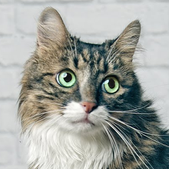 Frontpro peut être administré avec ou sans nourriture