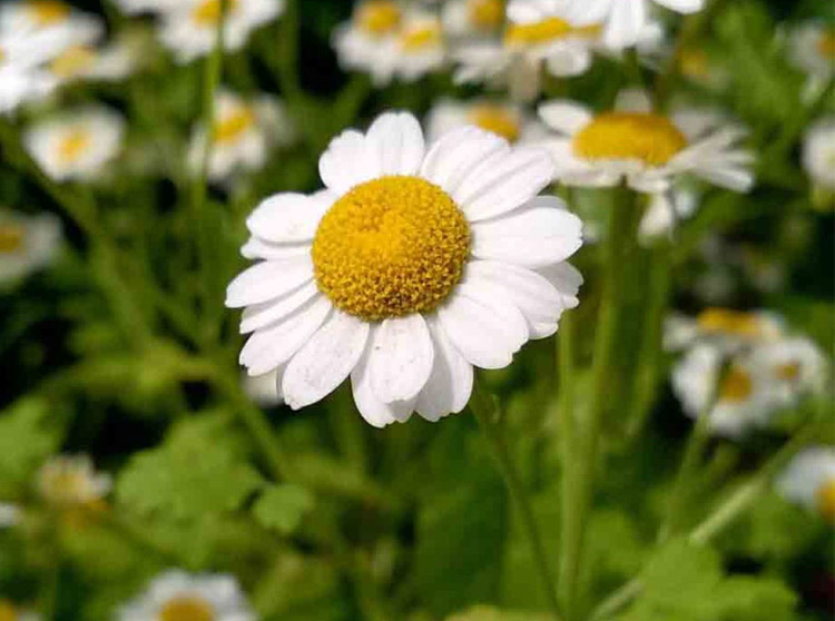 Camomille-matricaire