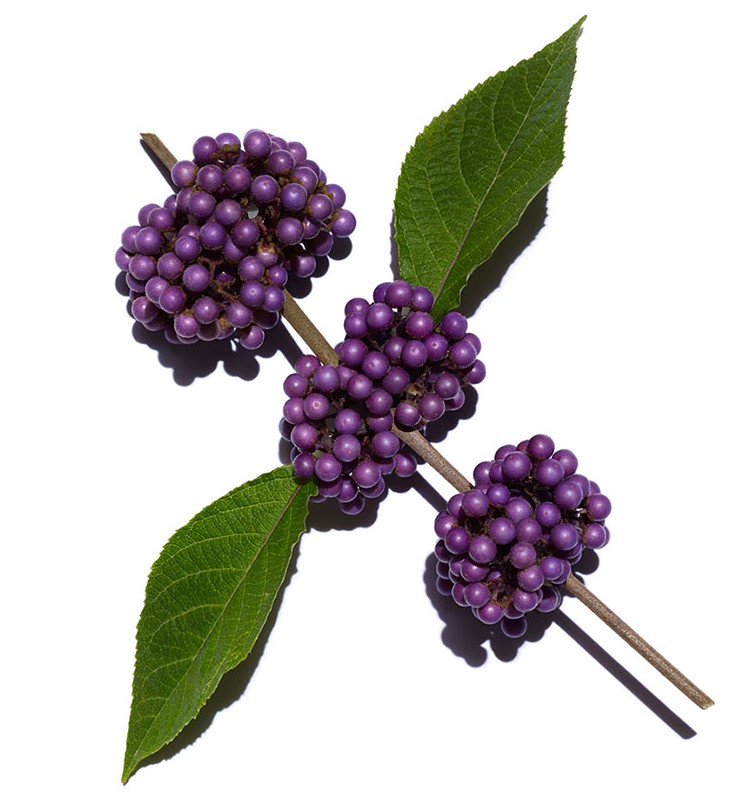 Image Callicarpa
