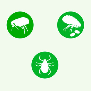 Frontline Combo chat contre puces et tiques