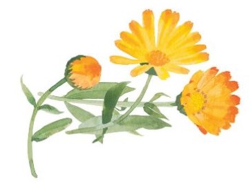 Image Extrait de fleur de calendula