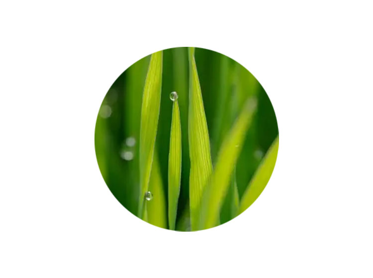 Sève d'Avoine Rhealba® Bio