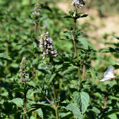 Menthe poivrée