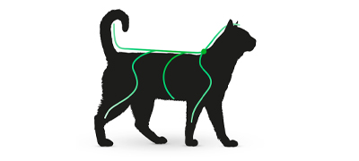 le chat est protégé