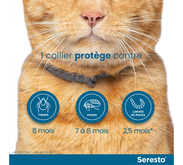 Chat avec collier anti-parasitaire