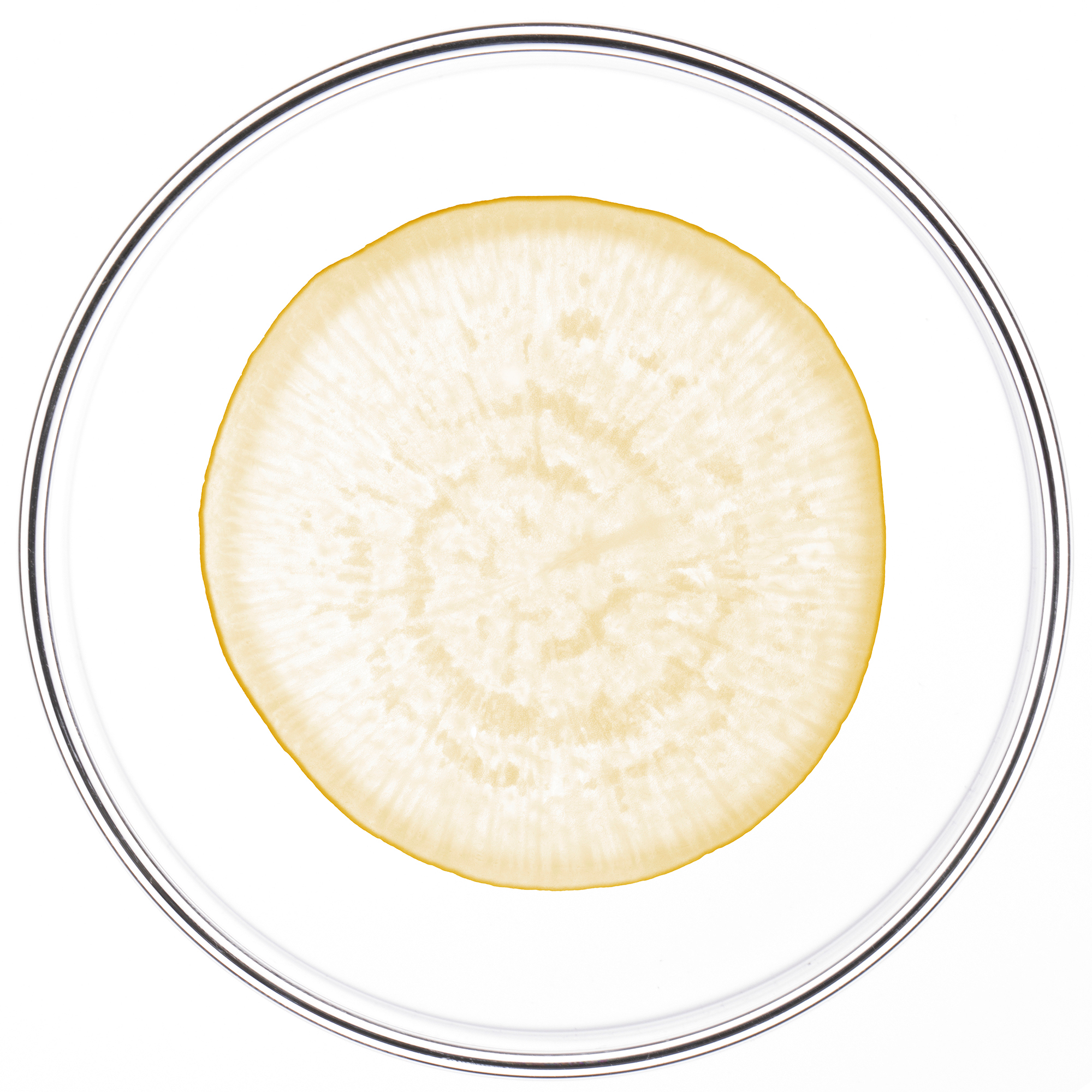 Extrait de Maca Bio Breveté