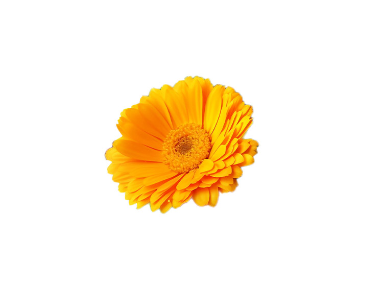 Fleur de  Calendula