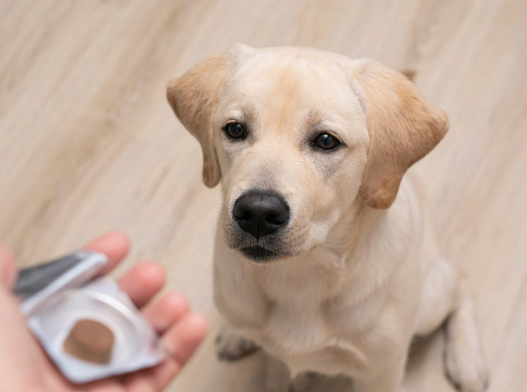 Prise du comprimé vermifuge par le chien